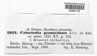 Erysiphe penicillata image
